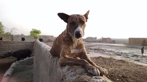 My Dog Performs his duty very honestly in our cattle Farm