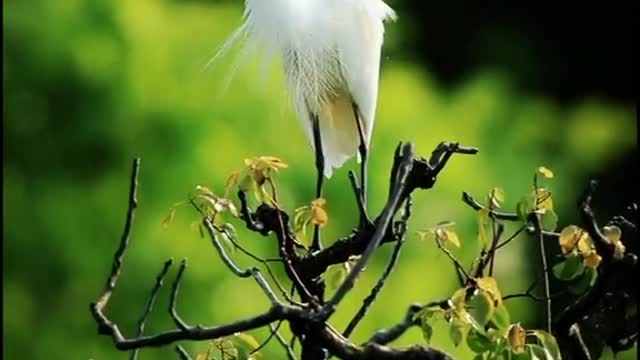 egrets