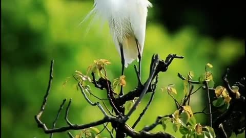 egrets