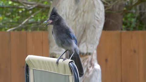 Bird saying "Hi There"