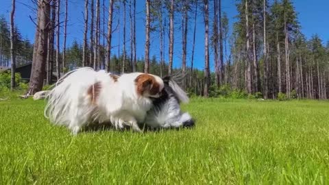 CACHORROS BRINCANDO