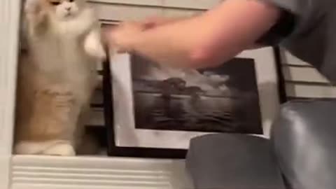 _ Best #funny Cute Cats #shorts Video🤣_ #trending #animals #reels