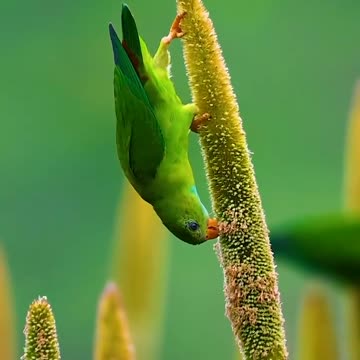 Pet Cats Beautiful Bird And Animal 4K HD Adorable Photography By Nature.