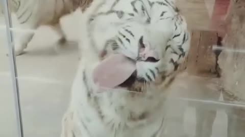 Funny Animal Video