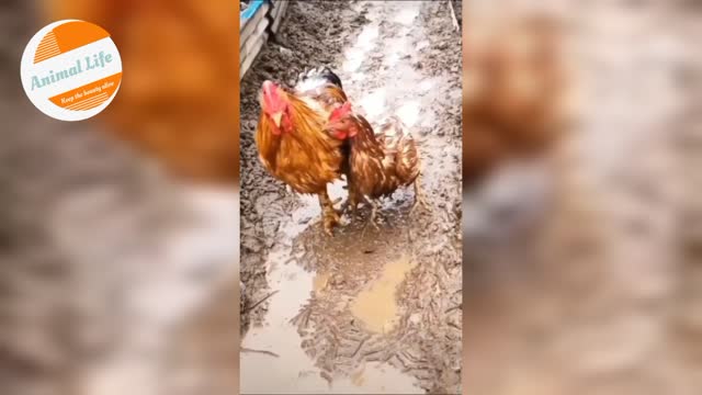 Shocked by Rooster's 🐓 reaction || What a Lesson learned 😍🔥