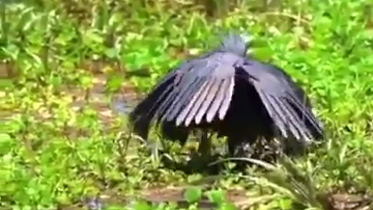 Bird's Amazing Advanced Method of Fishing #shorts #viral #shortsvideo #video