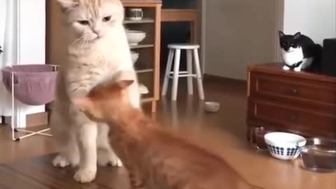 Funniest Cats 😹 - Don-t try to hold back Laughter 😂 - Funny Cats Life 03