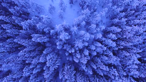 Snowy trees above winter