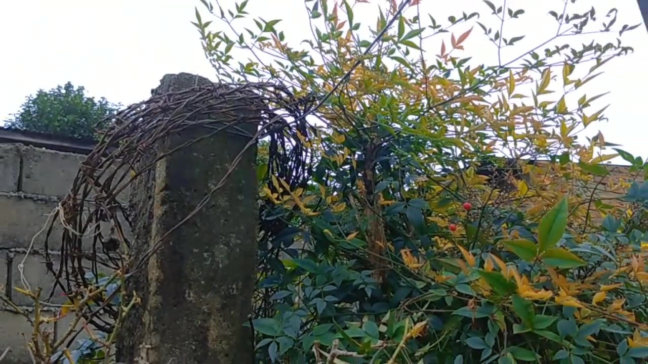 Día nublado de otoño en el jardín de la Tía - Tacuarembó (15/06/2024)