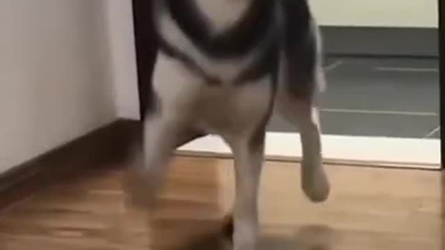 Have you seen Husky Dance??? Watch it 🤣🤣 Funny dog video