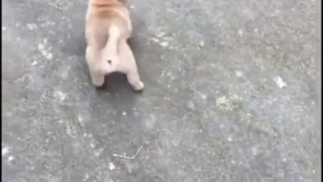 Funny Goose Attacks dog