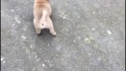 Funny Goose Attacks dog