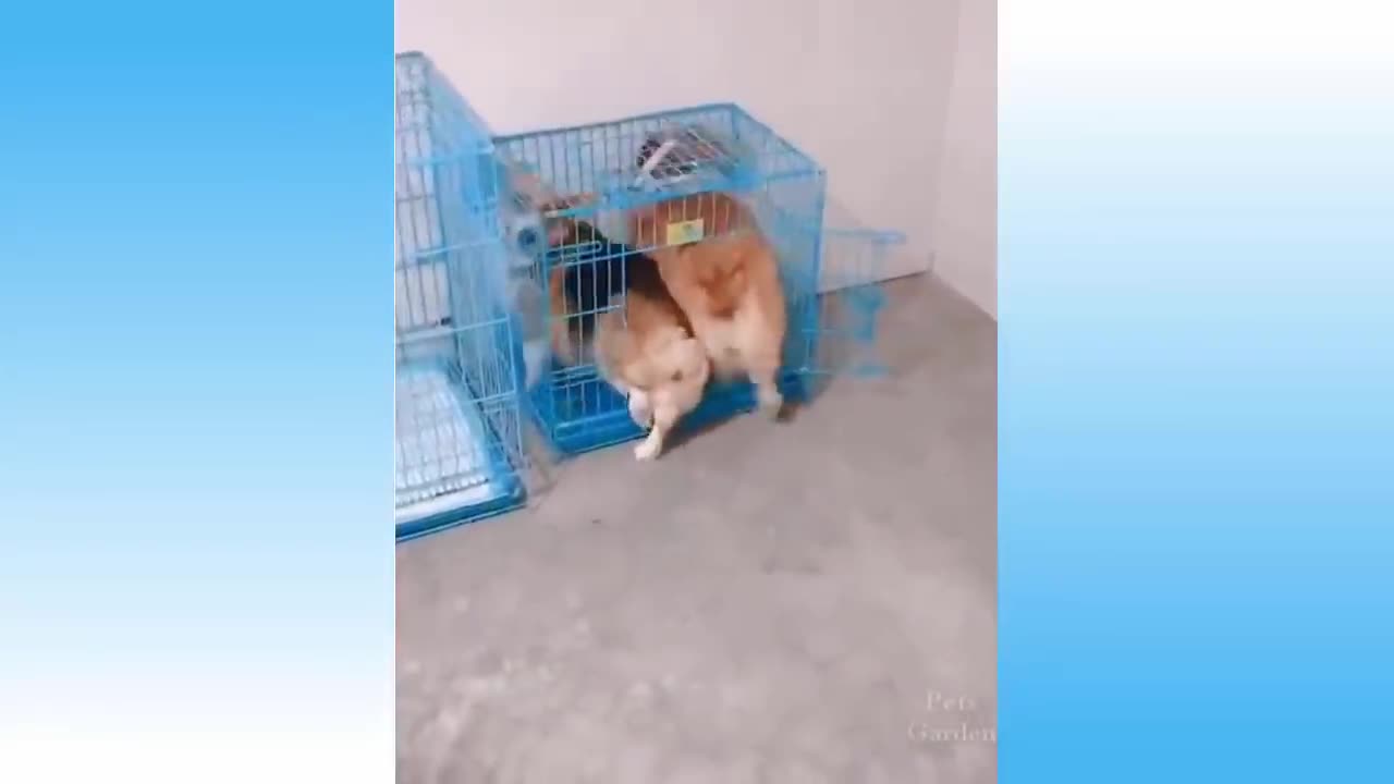 funny cat and dog