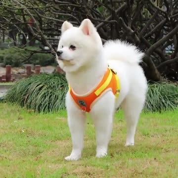 Cat Harness Adjustable, Escape-Proof Breathable Mesh with Reflective Vest