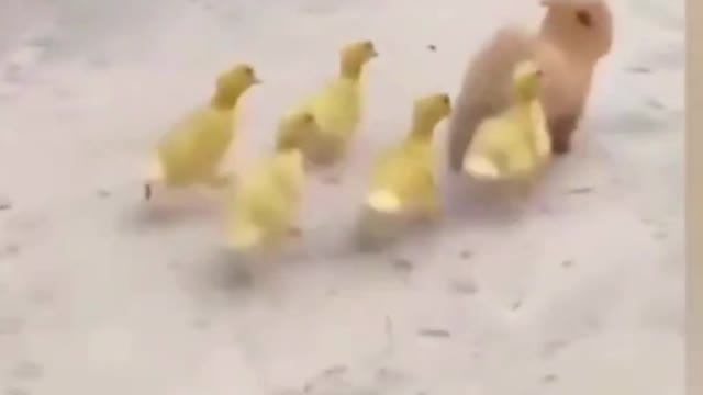Just follow our captain puppy, go go go