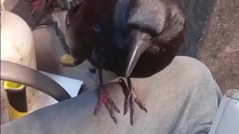 bird doesn't want to stop being brushed