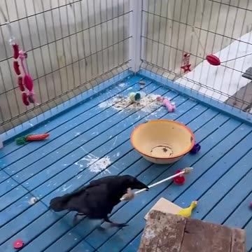 #aboutbirds #raven #crow #animal #животные #воронгоша