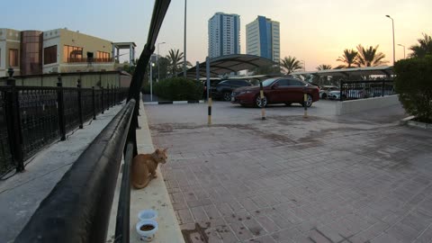 ED SHEERAN & MICHAEL JACKSON - Homeless cats in Ras Al Khaimah, UAE #cat #EdSheeran #MichaelJackson