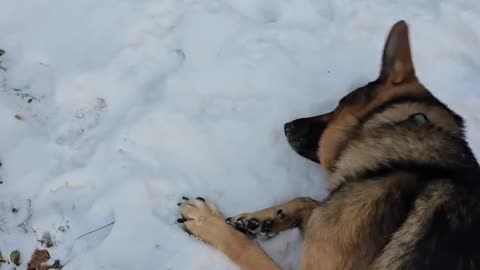 German shepherd Virgil.