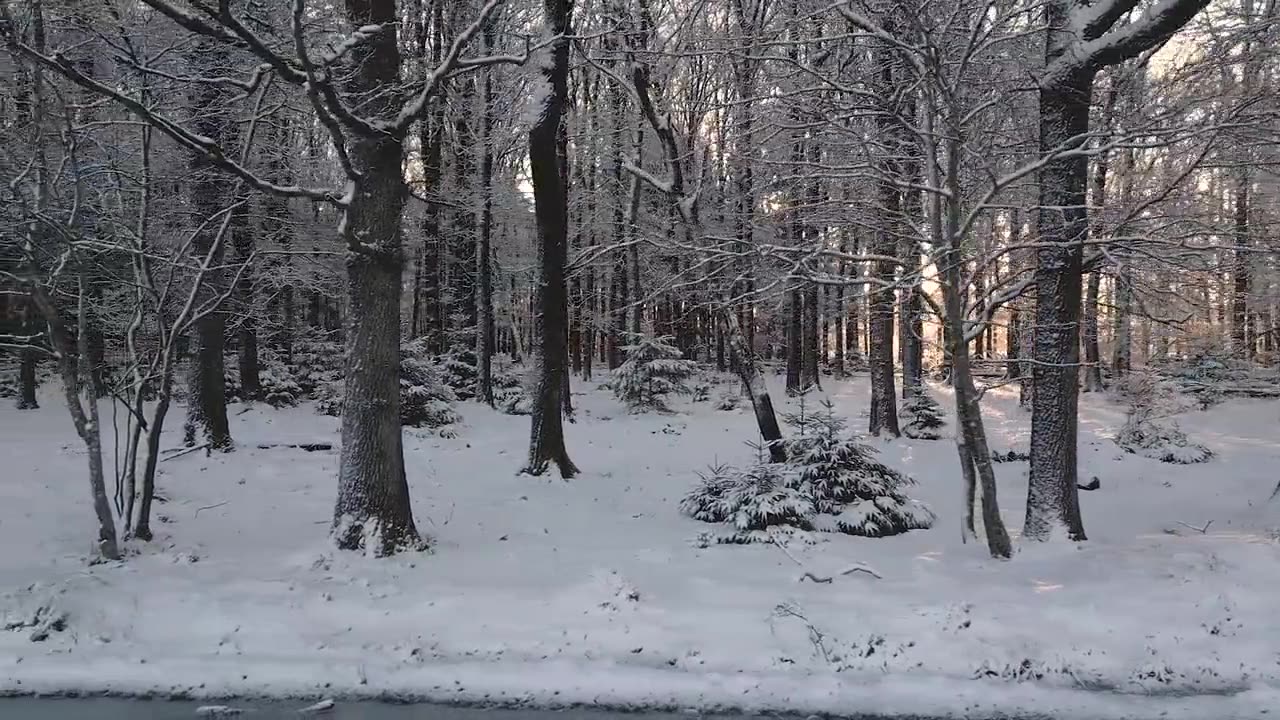 Amazing view of forest in winter season 🤧🤧