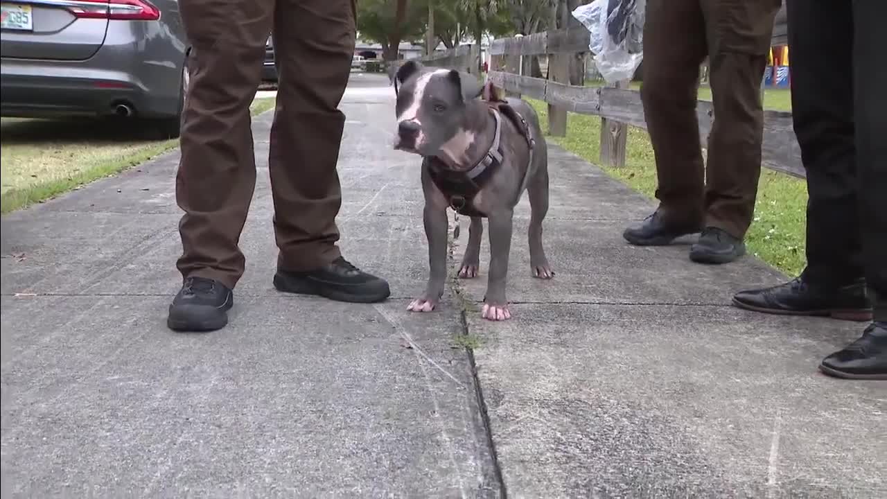 Miami-Dade Police Officer Adopts Severely Neglected Puppy