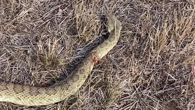 Good Rattler