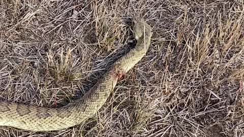 Good Rattler