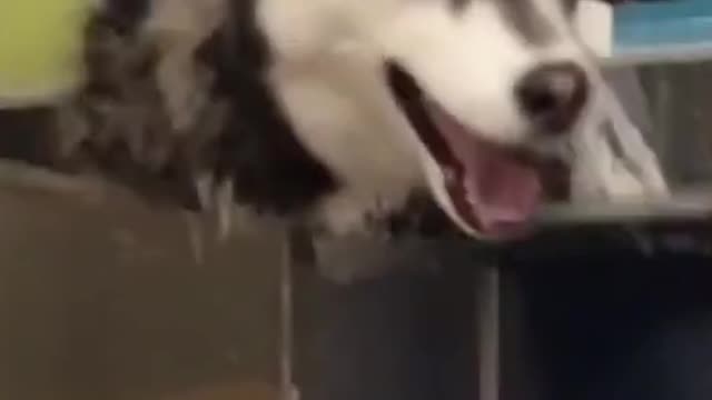 Cute Dogs And Cats That Will Make You Laugh 🥰 - Funny Animals Compilation #4 😂