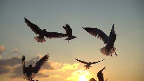 Seagulls flying over the sky at sunset