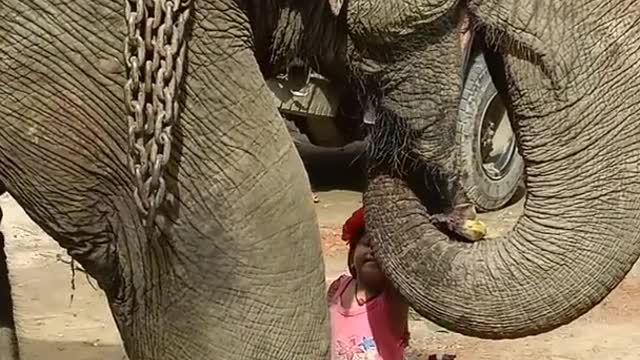 cute baby playing with a big Elephant