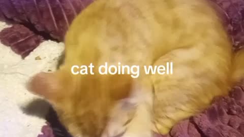 best funny cat