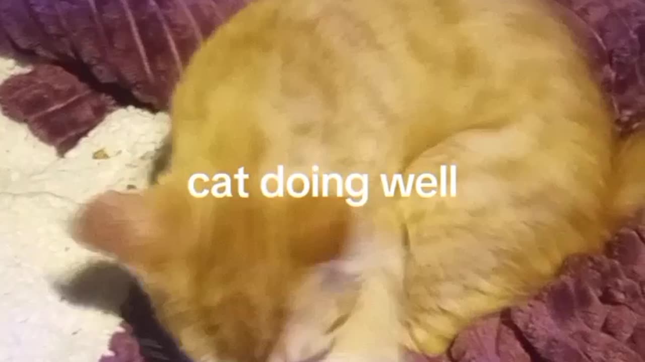 best funny cat