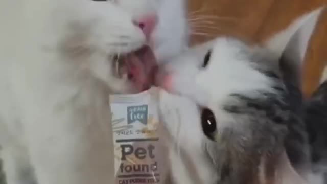 The happiest and cutest cat video of the new year