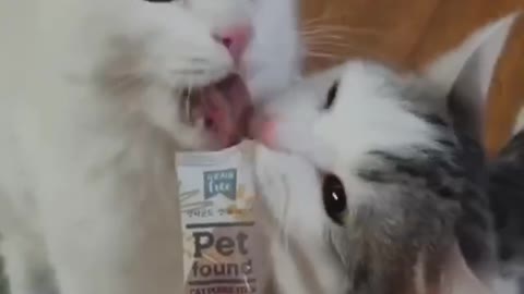 The happiest and cutest cat video of the new year