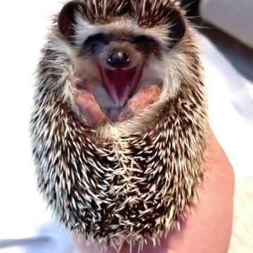 #hedgehog #hedgehogs #animals #funny Hedgehog