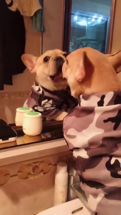 Baby Dogs, Cute and Funny Dog Videos Compilation