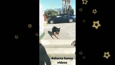 Oldman and russi dog funny video