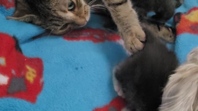 Baby Kitty And Dog Bond Together