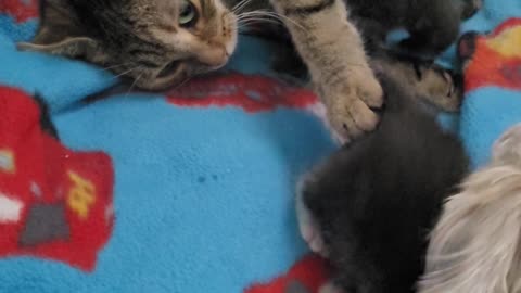 Baby Kitty And Dog Bond Together