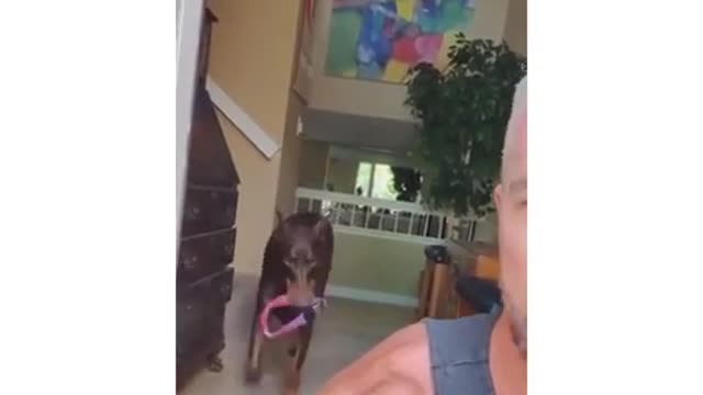 funny dog vine