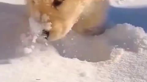 cute dog and owner moments