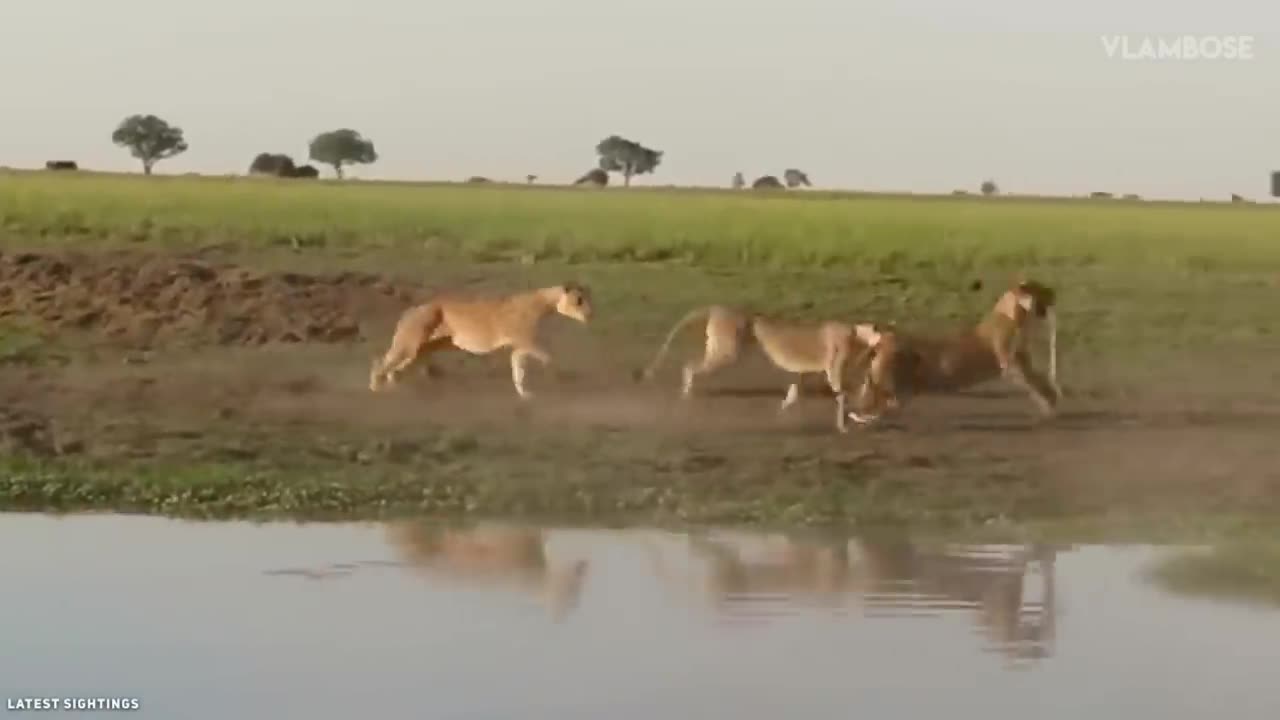 15 Most Incredible Lion Attacks Caught On Camera