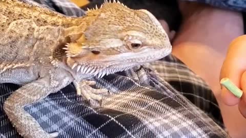 Bearded dragon likes veggies