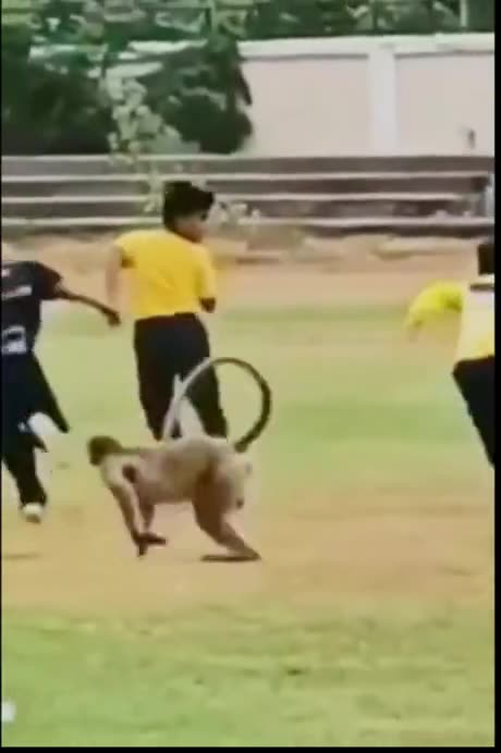 Unlikely Teammate: Monkey Joins Kids for a Game of Football, Shows Off Skills"