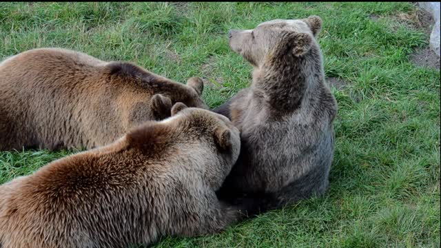 The BEAR Suckled Her Cubs - Bear Cubs