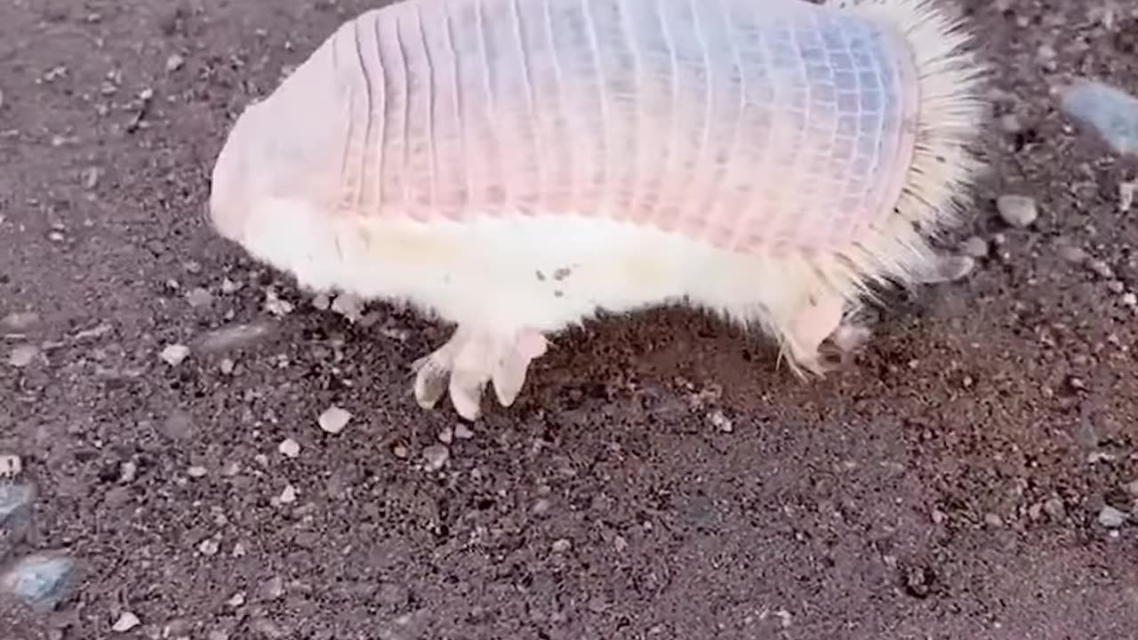 Pink fairy armadillo