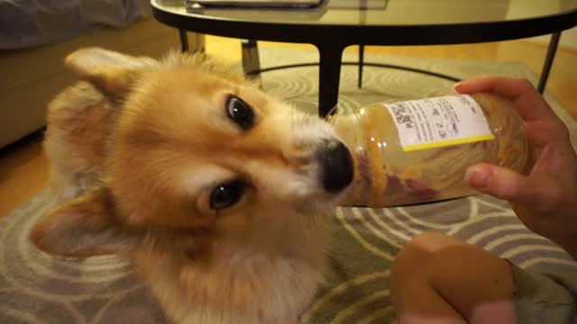 Corgi licking peanut butter jar is oddly satisfying