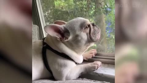 Crazy Funny Pet Animals Videos