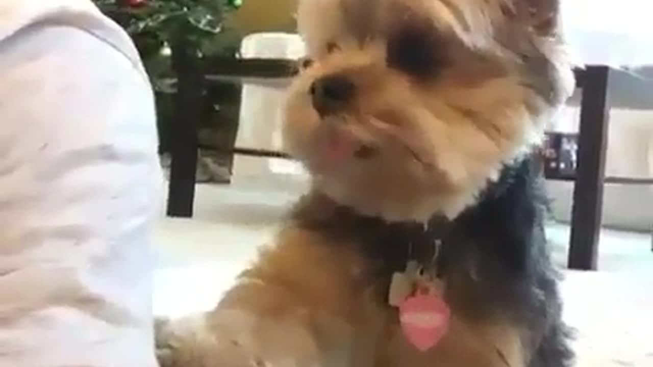 Funny Animal Video: Attention seeker