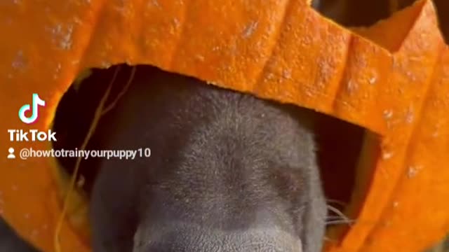 Great Danes freaks out at cat's Halloween costume